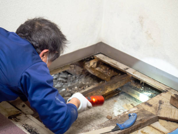 Attic Mold Removal in Calera, AL