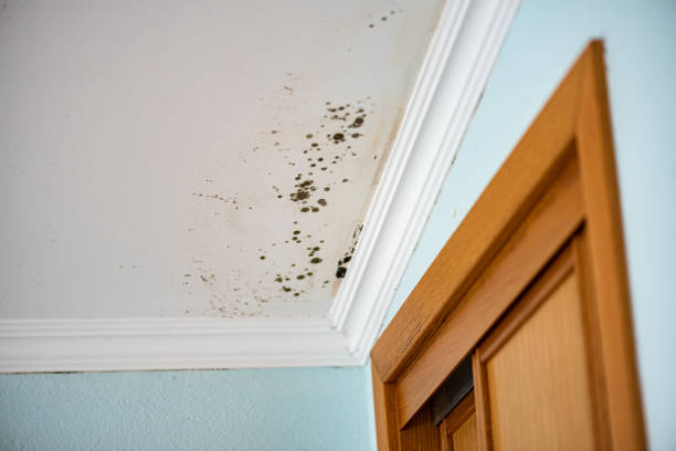 Best Local Mold Removal Service  in Cera, AL