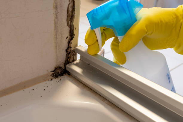 Best Mold Damage Repair  in Cera, AL