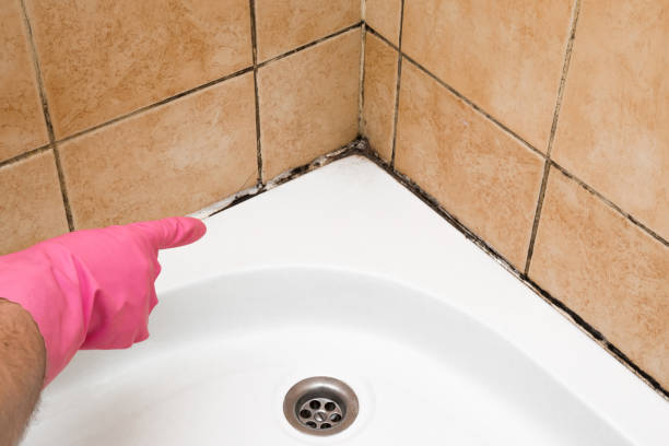 Professional Mold Removal in Calera, AL