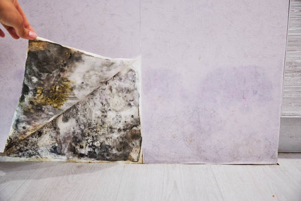 Office Mold Removal Services in Calera, AL
